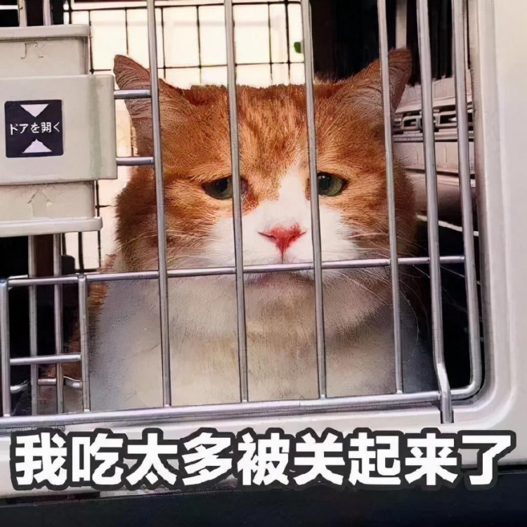 猫咪“没教养”的表现，不及时纠正，以后就没救了