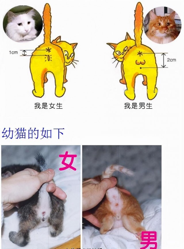 原来猫咪有这些“性”的秘密，养猫多年你也不知道吧