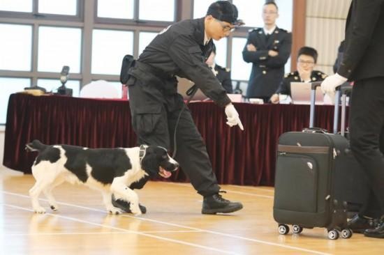 为什么检疫犬很多是比格犬看完才知道这狗狗太适合了