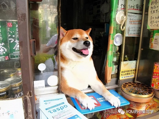 柴犬是日本本土狗吗？为什麽中国人这么喜欢养？